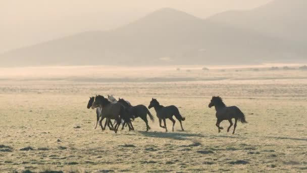 Small Group Wild Horses Running Golden Field Showing Breath Cold — Stock Video