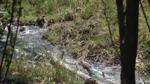 Uitzicht Warmwaterbronnen Water Stroomafwaarts Grazige Landschap — Stockvideo