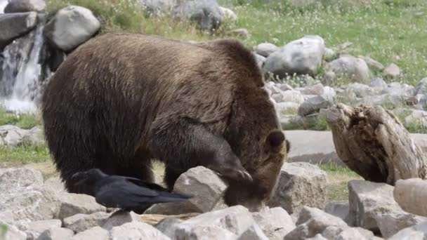 Raben Fliegen Von Felsen Während Bär Sie Auf Der Suche — Stockvideo