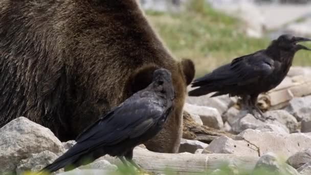Увеличенный Вид Мокрого Медведя Гризли Идущего Камням Поисках Пищи — стоковое видео
