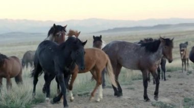 Siyah aygır sonra ısırma başka bir at uzak çalışan sahte bir tekme verir.