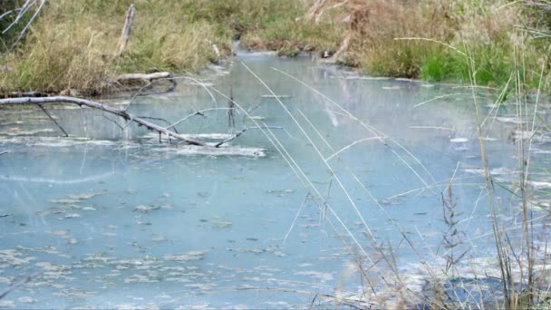 在带草河岸的停滞池中 水青水的温泉 — 图库视频影像