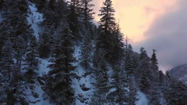 Latające Górę Ponad Sosny Zachodzie Słońca Wyświetlanie Pokryte Śniegiem Zbocza — Wideo stockowe