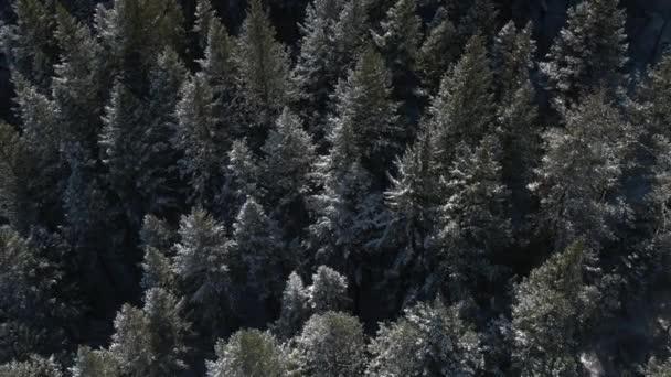 Aerial View Flying Backwards Snow Covered Forest Utah — Stock Video