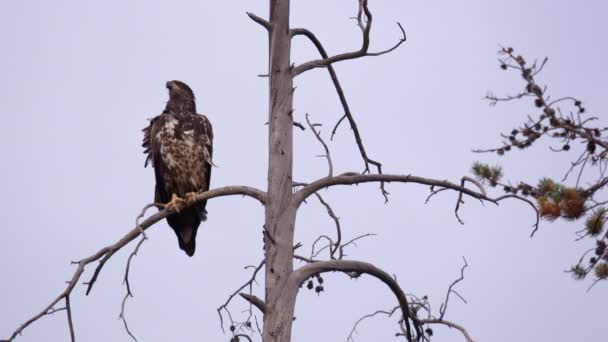 Νέοι Φαλακρός Αετός Κάθεται Στο Δέντρο Κορυφή Κοιτάζοντας Γύρω — Αρχείο Βίντεο