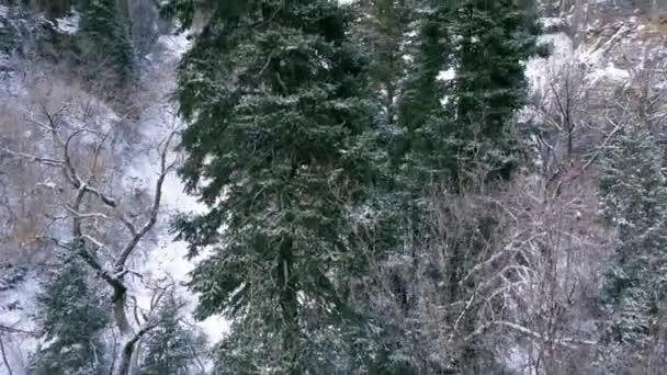 Vista Aérea Ascendente Pinos Verdes Cañón Blanco Nevado Las Montañas — Vídeo de stock