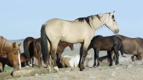 Vista Cavallo Selvaggio Piedi Mucchio Sporcizia Come Gli Altri Piedi — Video Stock