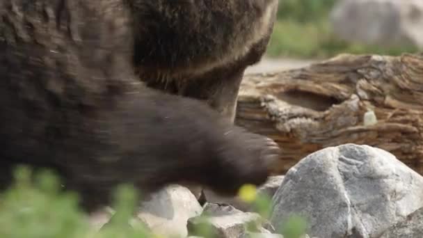 Vista Ampliada Oso Pardo Cavando Rocas Mientras Busca Comida — Vídeos de Stock