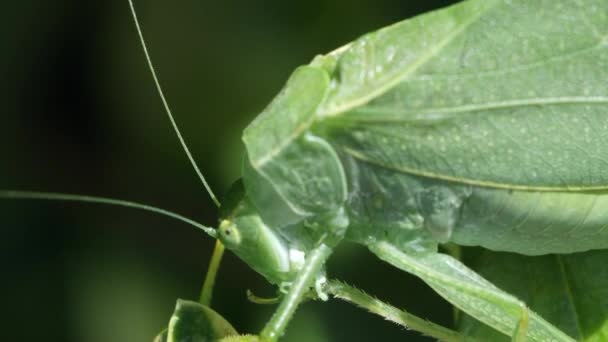 Makró Tisztítás Hátsó Láb Katydid — Stock videók