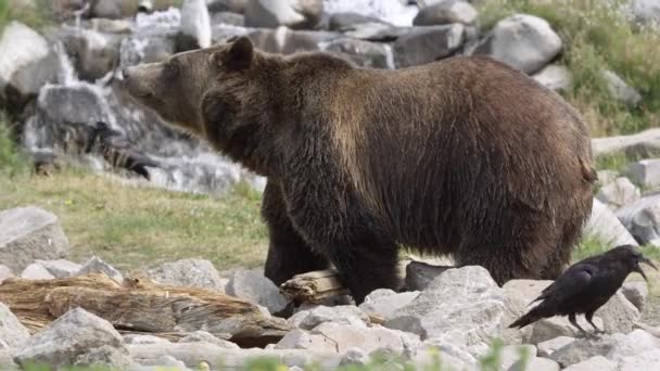 灰熊在瀑布前寻找食物 — 图库视频影像
