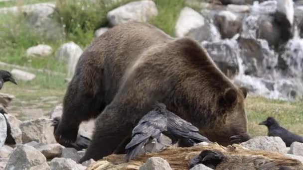 Grizzly Bear Walking Waterfall Searches Food Ravens Sit Rocks — Stock Video