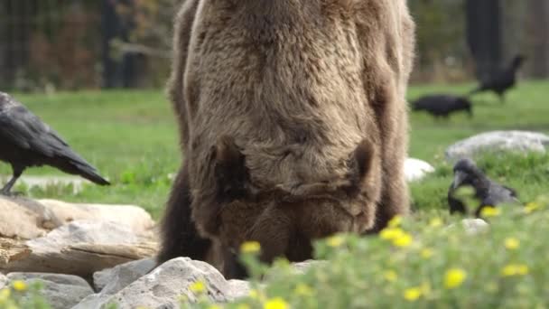 食べ物を掘る時に岩を動かす爪を見せるクマ — ストック動画