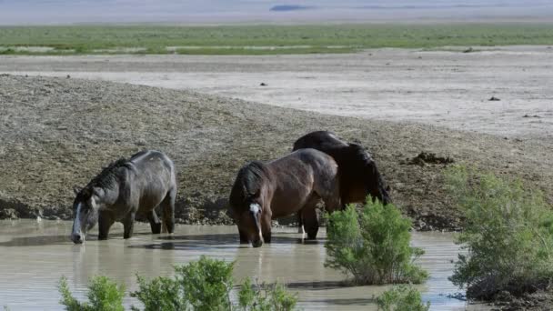 Trois Chevaux Debout Dans Trou Eau Prendre Verre Dans Désert — Video