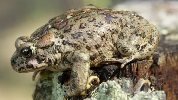 Likenler Ile Kütük Üzerinde Batı Kurbağa Yan Görünümü — Stok video