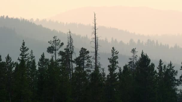 スモーキーな空の距離で衰退する森林層のズームパノラマビュー — ストック動画