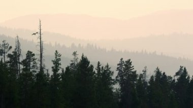 Osprey ufukta ağaç görüntüleme katmanları iniş dumanlı bir gökyüzünde solma.