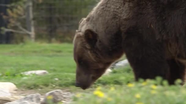 Bär Wühlt Sich Durch Felsen Und Wälzt Sie Auf Der — Stockvideo