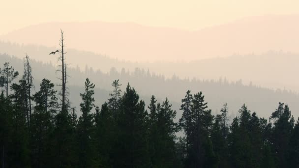 煙の空に消えて地平線を横切る木の視野レイヤーにオスプレイの着陸 — ストック動画