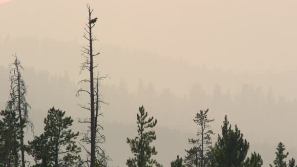 Osprey Sitting Tree Top Smokey Forest Layers — Stock Video