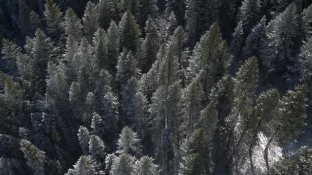 Luftaufnahme Des Schneebedeckten Waldes Einem Sonnigen Tag — Stockvideo