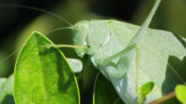 Güneş ışığında nefes yaprak üzerinde Katydid Makro.