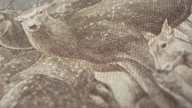 Makro görünümünde Formosan Sika geyik görüntüleme 500 Yeni Tayvan Doları banknot üzerinde panning.
