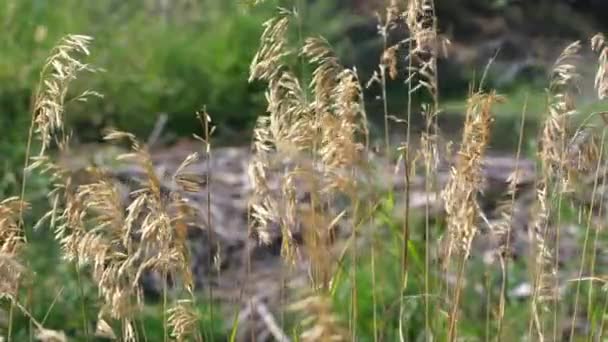 緑の背景と風に吹く草の静的なビュー — ストック動画