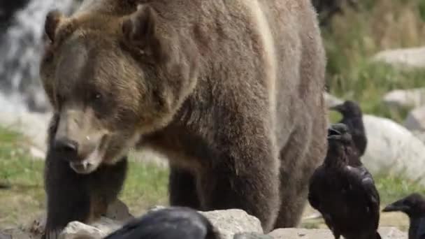 Grizzly Beer Loopt Naar Rotsen Opruimen Voor Voedsel Als Raven — Stockvideo