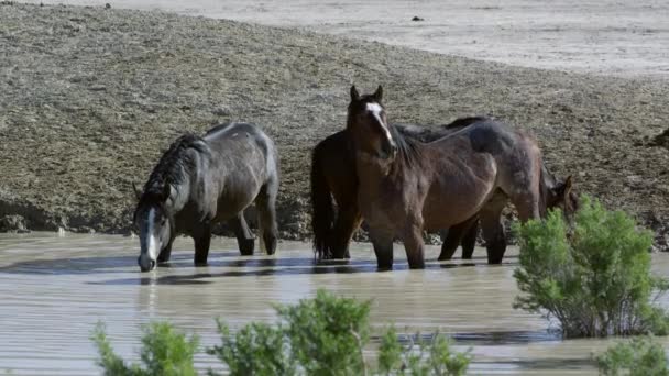Άγρια Άλογα Που Στέκεται Στο Νερό Τρύπα Πάρει Ένα Ποτό — Αρχείο Βίντεο