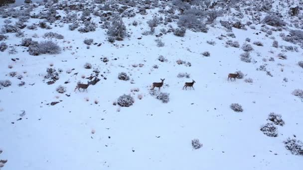 Luftaufnahme Von Hirschen Schnee Berghang Utah Winter — Stockvideo