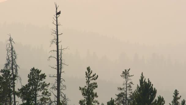 Osprey Sentado Parte Superior Del Árbol Sobre Las Capas Bosque — Vídeos de Stock