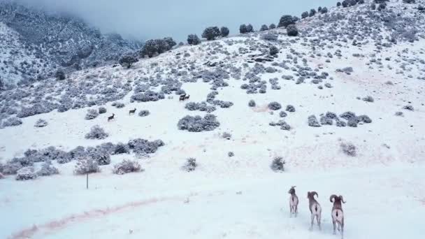 ユタ州の丘の中腹まで雪の中で実行しているシカに向かって過去の大きい角のヒツジ飛んで空撮 — ストック動画