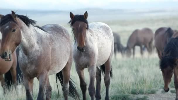 在犹他州沙漠中放牧的野马的近景 — 图库视频影像