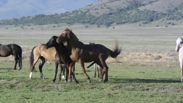 Deux Chevaux Mâles Essayant Accoupler Avec Cheval Sauvage Femelle — Video