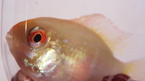 Macro View Fish Sitting Bowl Breathes White Background — Stock Video