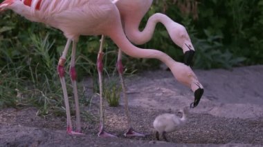 İki yetişkin flamingo aynı anda aynı yavruyu beslemeye çalışıyor. Bir yetişkinin diğerinin kafasından beslenmesi kafasını karıştırıyor..