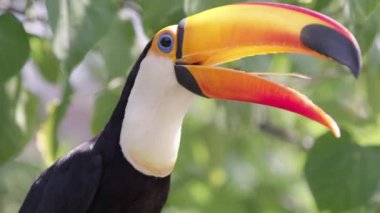 Bir üzüm almak gibi Gaga açık görüntüleme uzun sıska dil ile Toucan yakın görünümü kadar.