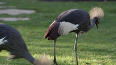 İki Gri Taçlı Vinçler bir kuş olarak çimlerin arasında dolaşıyor.