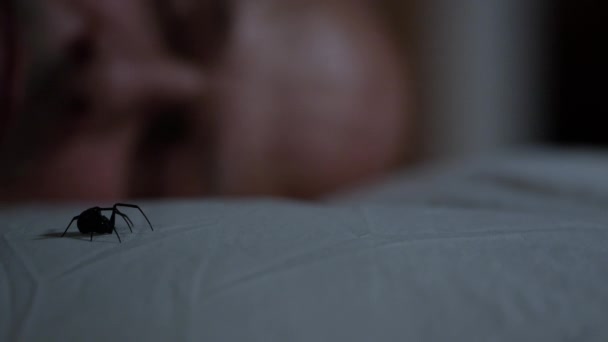 Black Widow Spider Crawls Pillow While Man Sleeps Knowing Critter — Stock Video