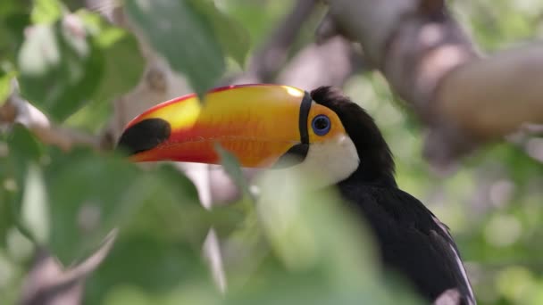 Onun Etrafına Bakar Uzağa Atlar Gibi Ağaçta Oturan Toucan Görünümü — Stok video