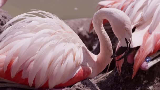 Flamingo Sittin Üzerinde Kabarık Tüyler Sıcak Güneşin Üzerinde Toprak Çamurdan — Stok video