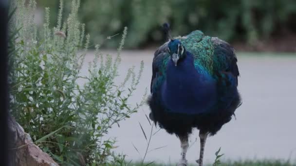 孔雀走过植物 因为它停止和划伤它的翅膀 — 图库视频影像