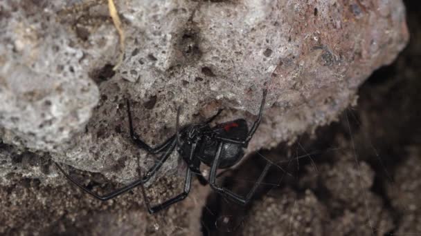 Black Widow Spider Bawah Batu Saat Angin Berhembus Jaringnya Menunjukkan — Stok Video