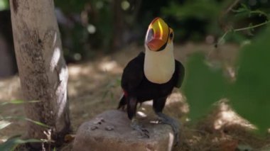 Toucan bir ağacın altında bir kaya üzerinde ayakta gibi uzağa sıçrar.