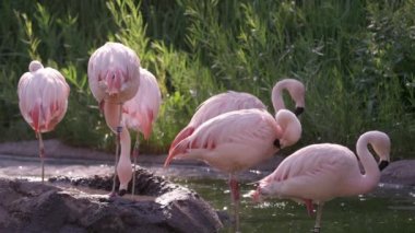 Küçük gölette flamingolar kendilerini suda dikerek tımar.