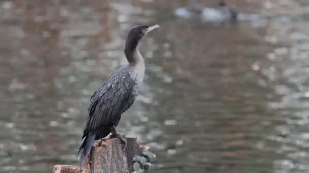 当它环顾着其他水禽的时候 站在池塘边的圆木上 — 图库视频影像