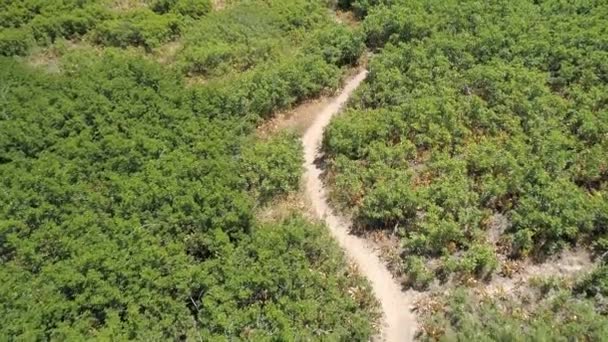 Vista Aérea Del Sendero Senderismo Tierra Serpenteando Través Del Follaje — Vídeos de Stock