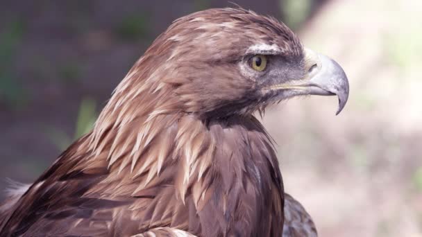 Steinadler Starrt Die Ferne Während Aufmerksam Zusieht — Stockvideo