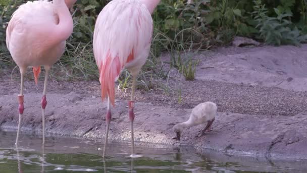 Flamingi Oglądając Ich Młode Brzegu Wody Małego Stawu — Wideo stockowe