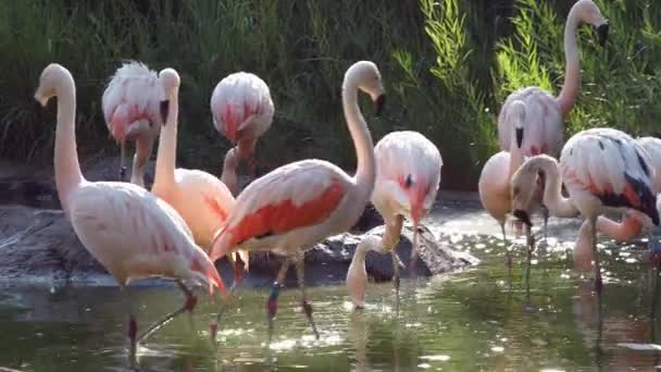 Flamingi Wędrują Wokół Puli Wody Ponieważ One Małym Stada Stawie — Wideo stockowe